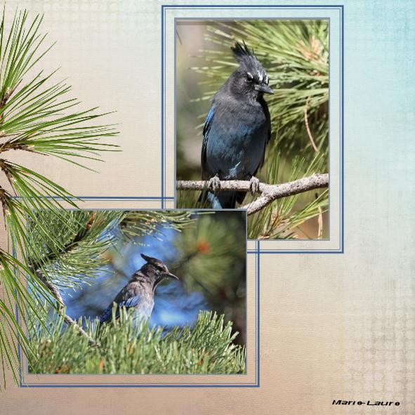 Défit Max ...les oiseaux du ciel ...