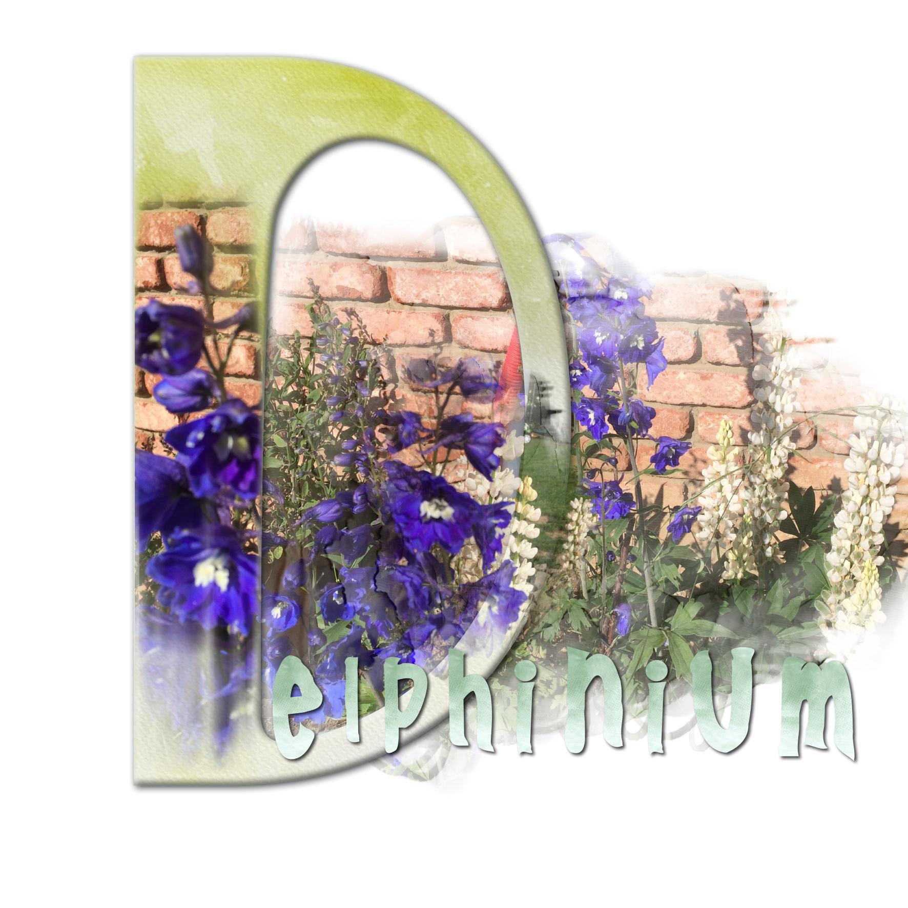 delphinium 02.jpg