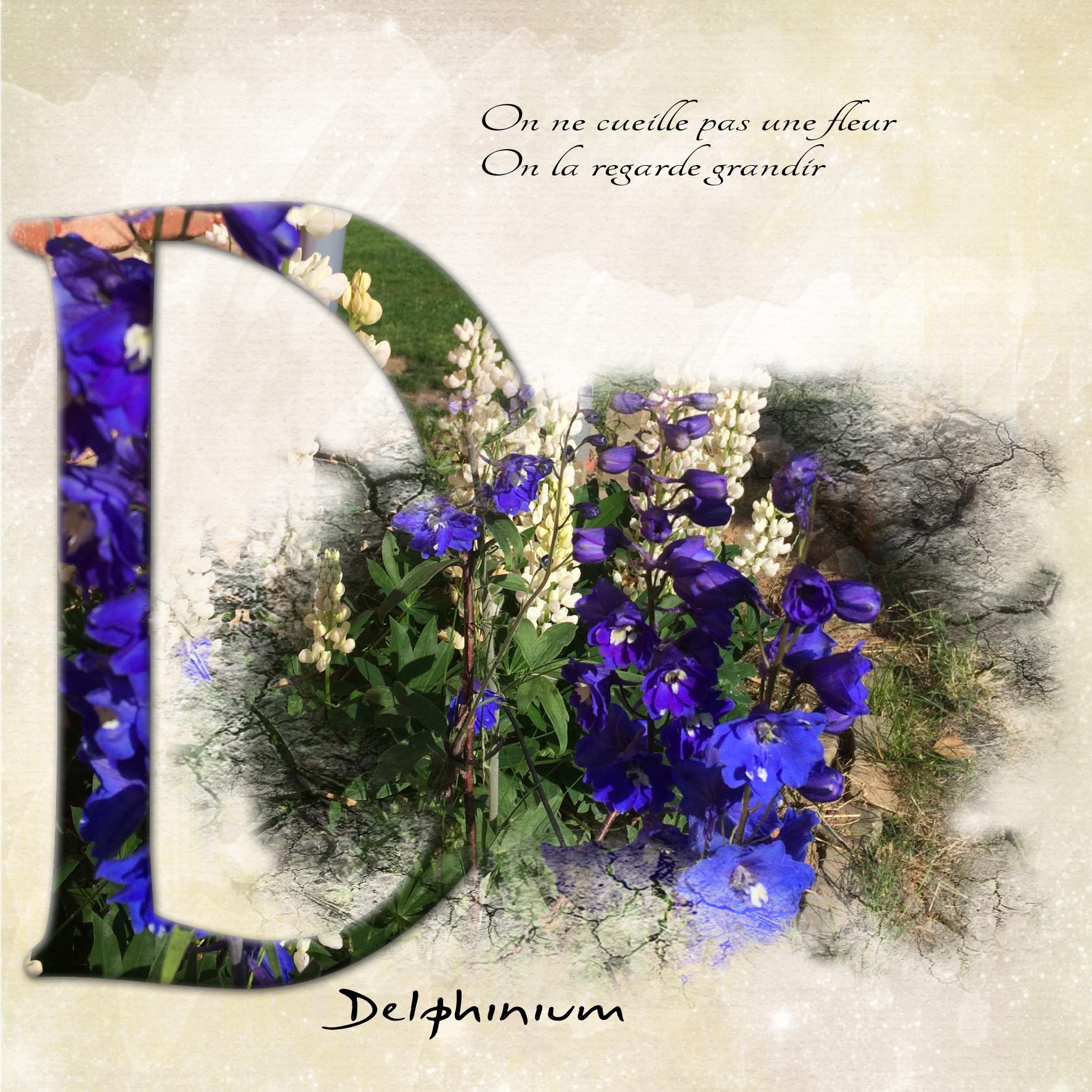 delphinium.jpg