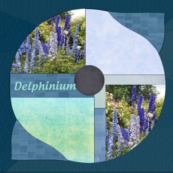 delphinium