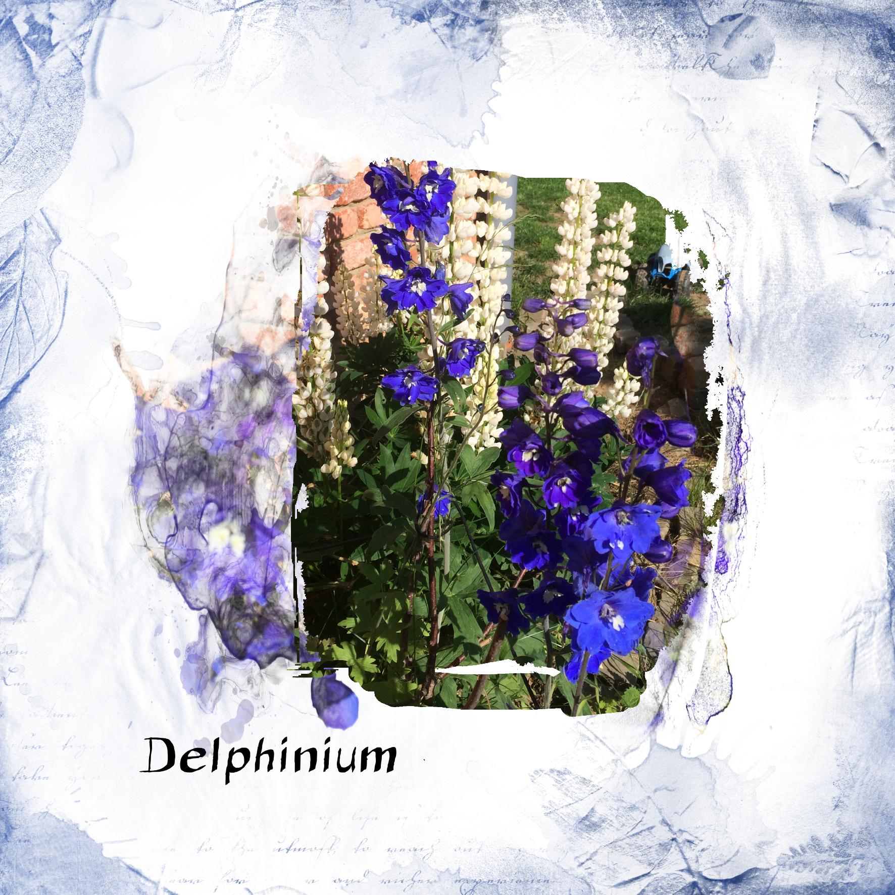 delphiniums.jpg