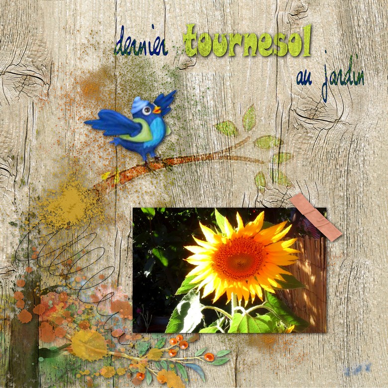 dernier tournesol au jardin.jpg