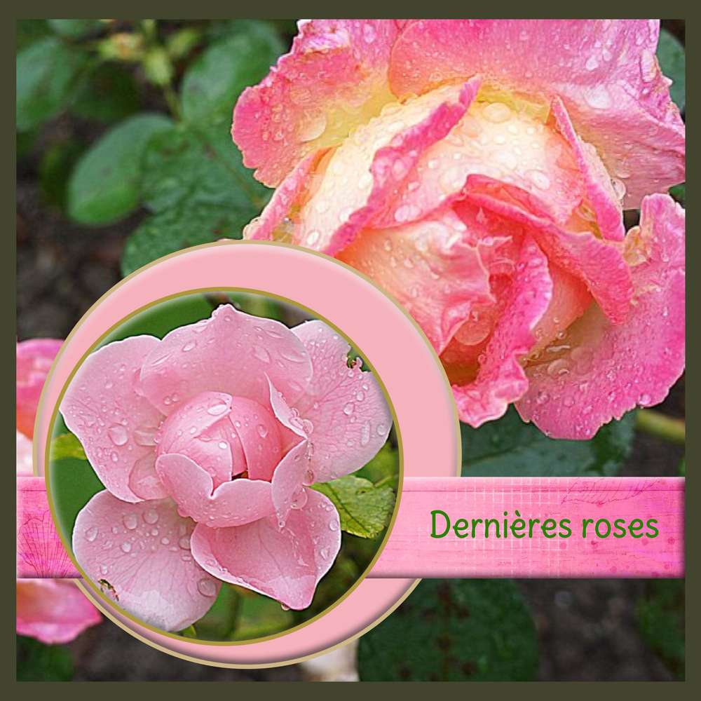 Dernières roses