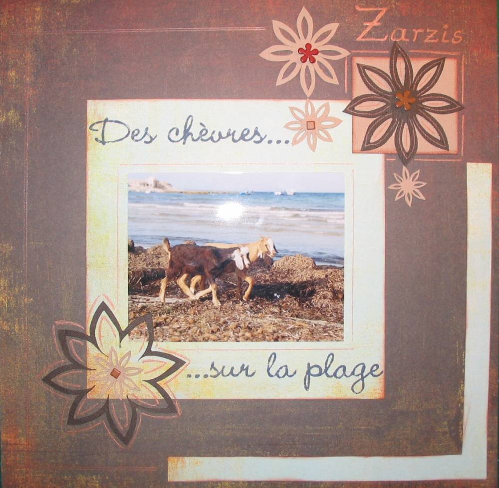 Des chèvres sur la plage