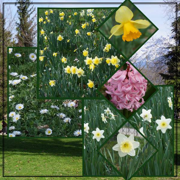 Des fleurs pour Laurette