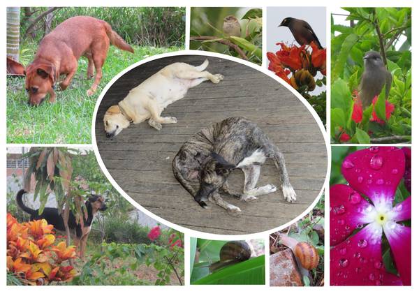 Des voisins dans le jardin