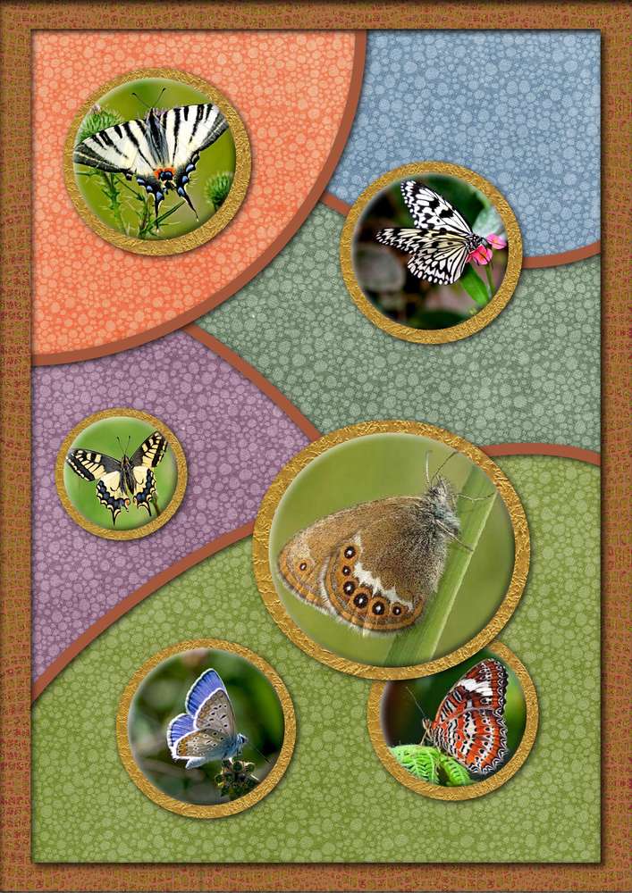 des_cercles_2_avec_papillons