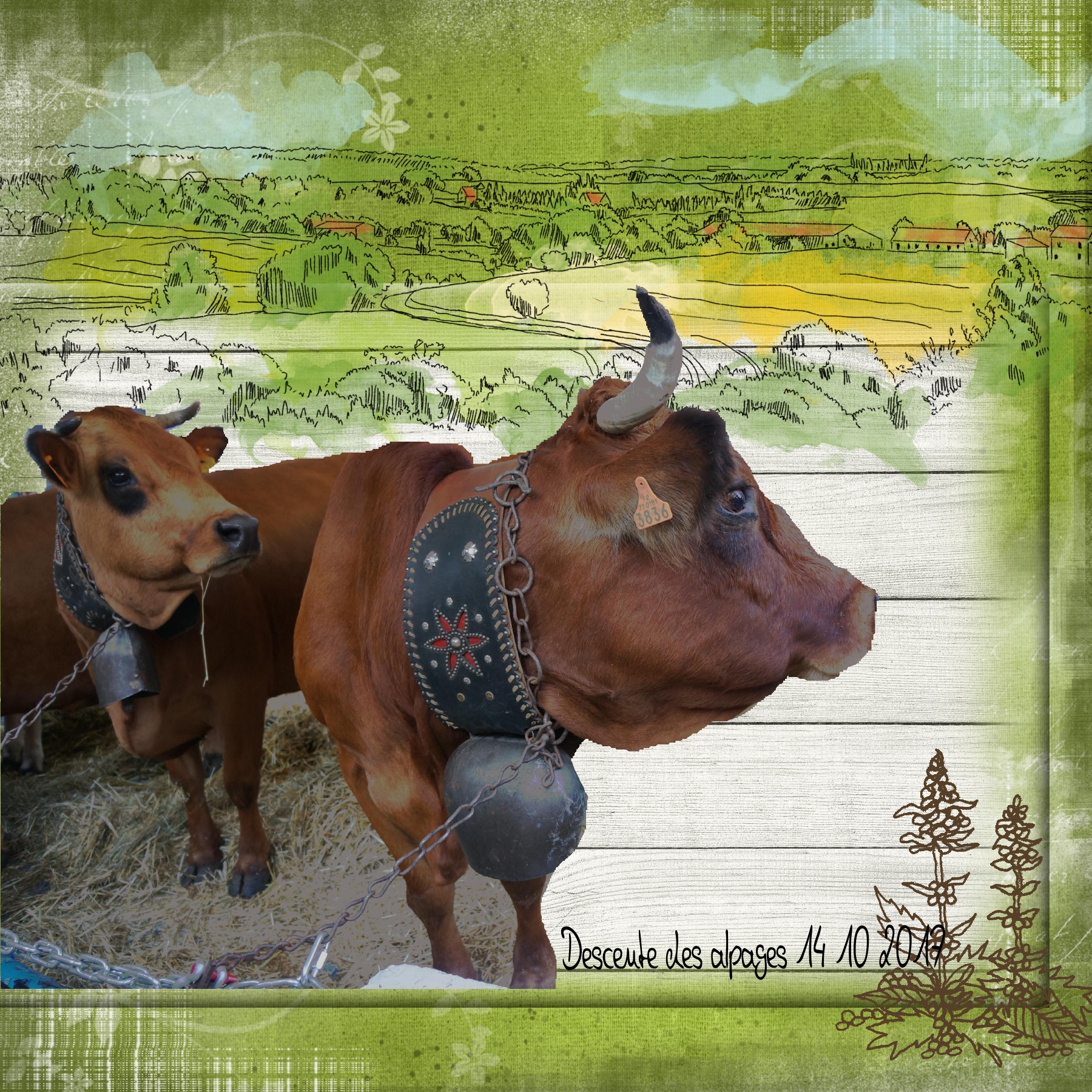 Descente des alpages.jpg
