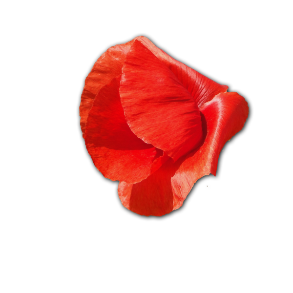 détourage coquelicot