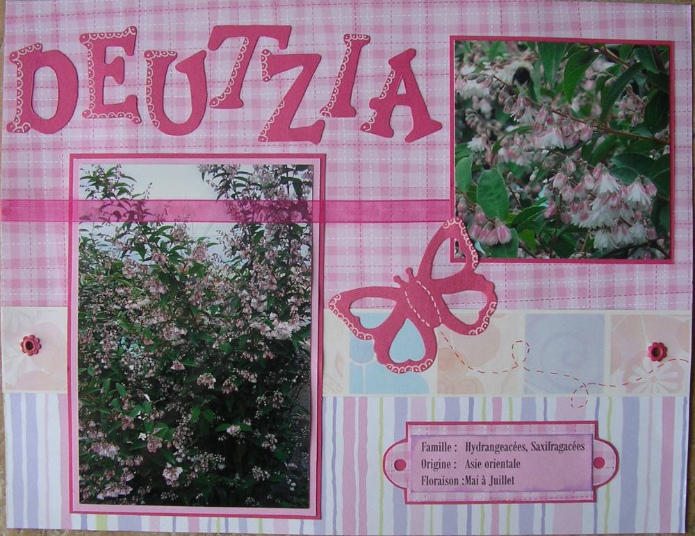 deutzia