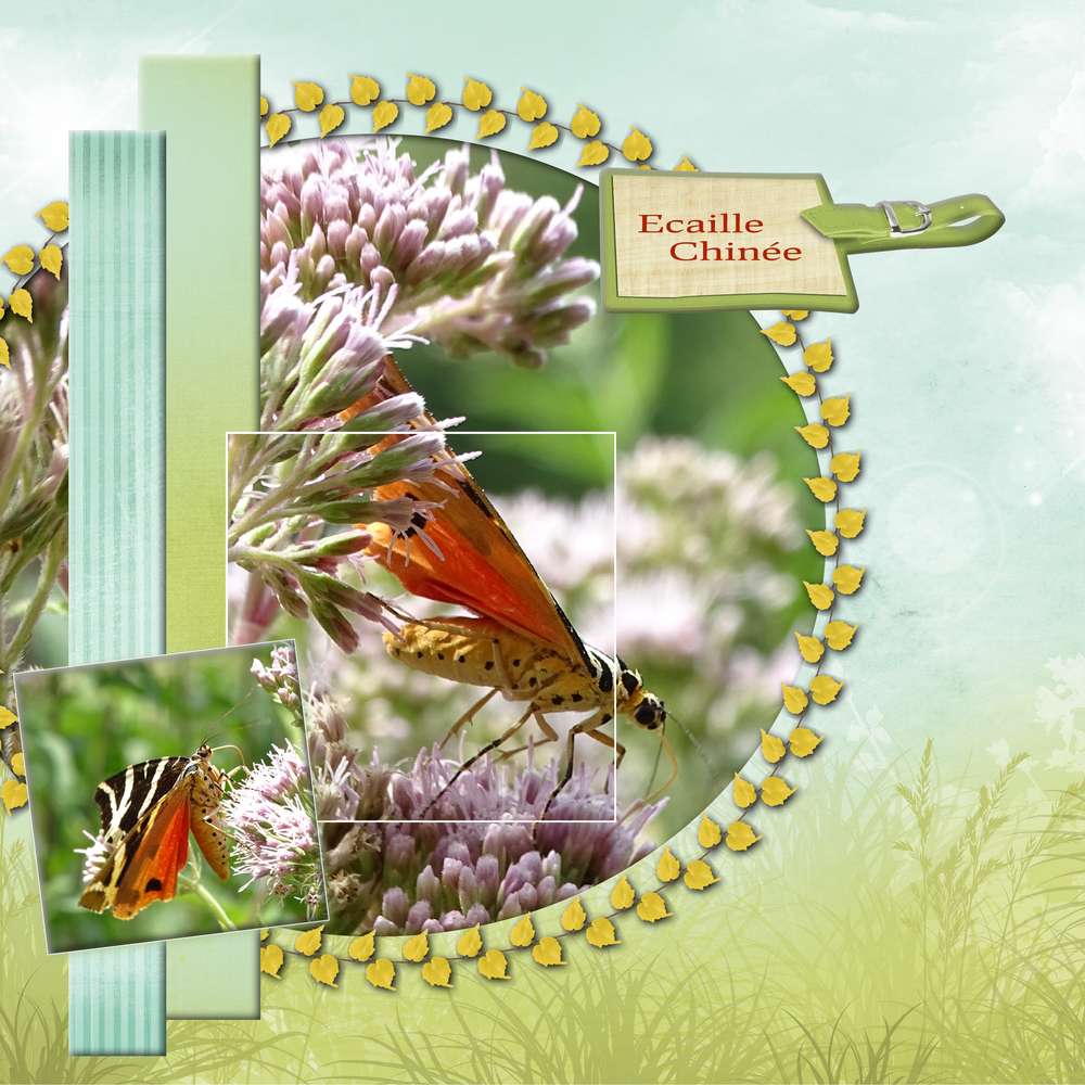 dict__e_aout_Mamyrose