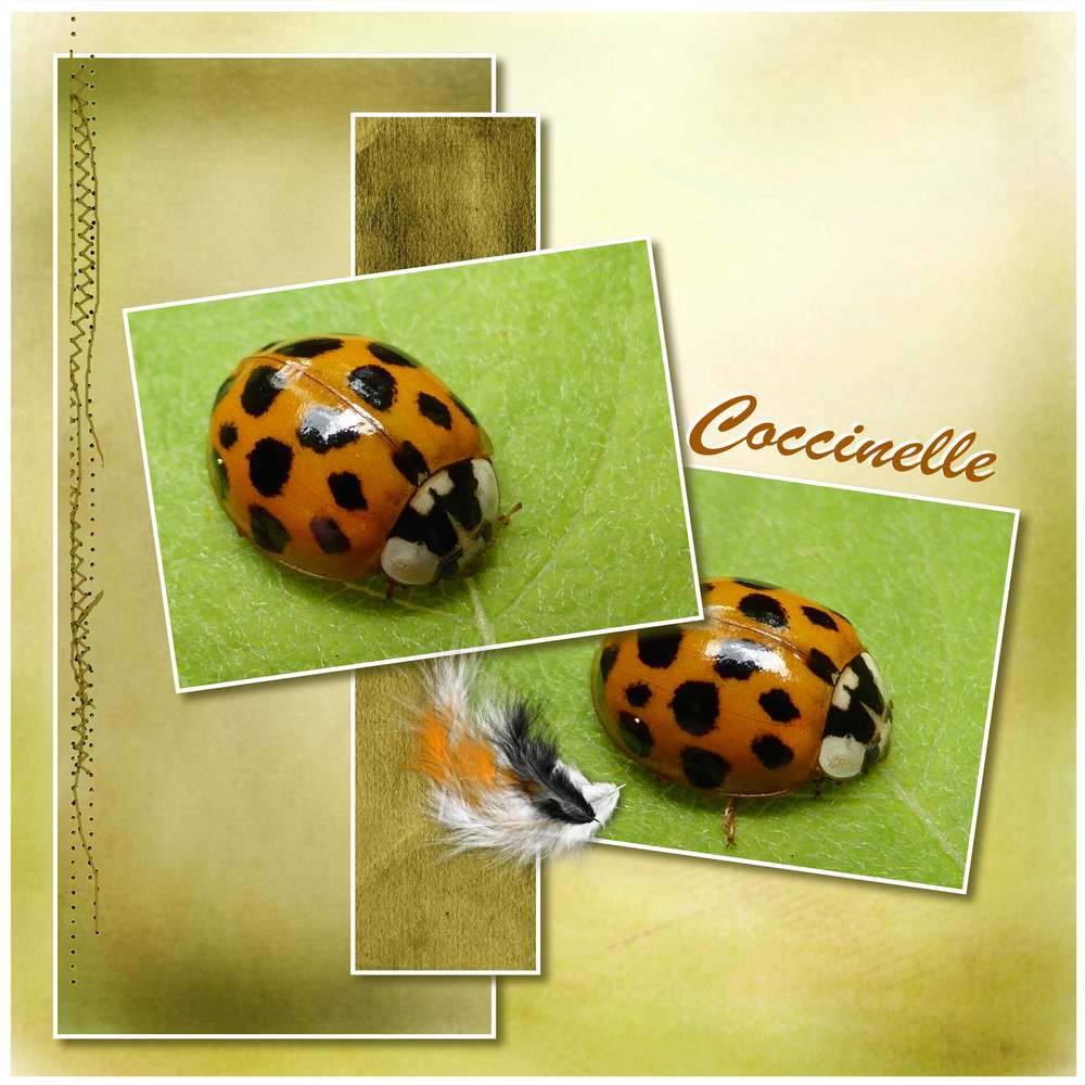 Dictée de page Moyson