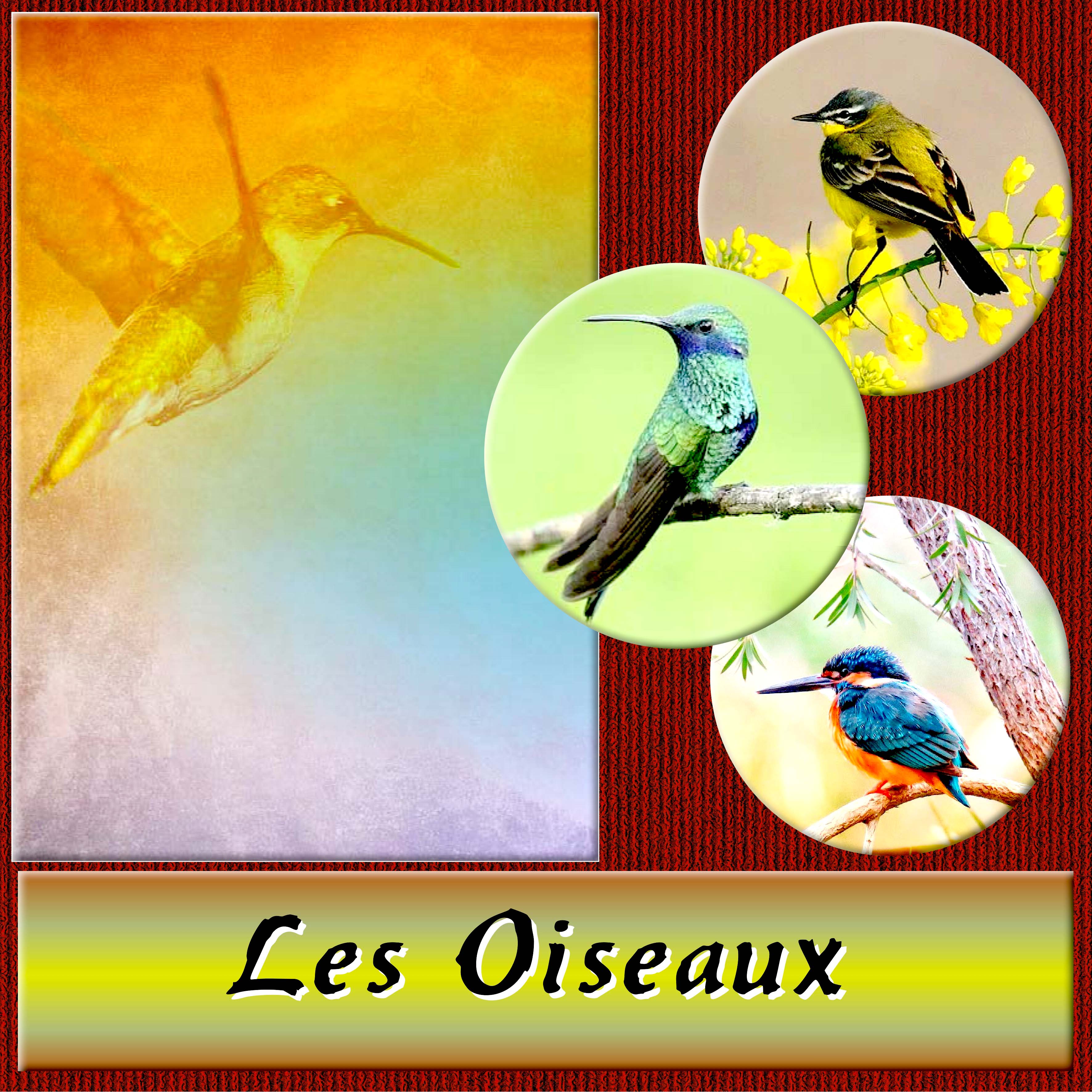 DICTEE DIDIER les oiseaux.jpg