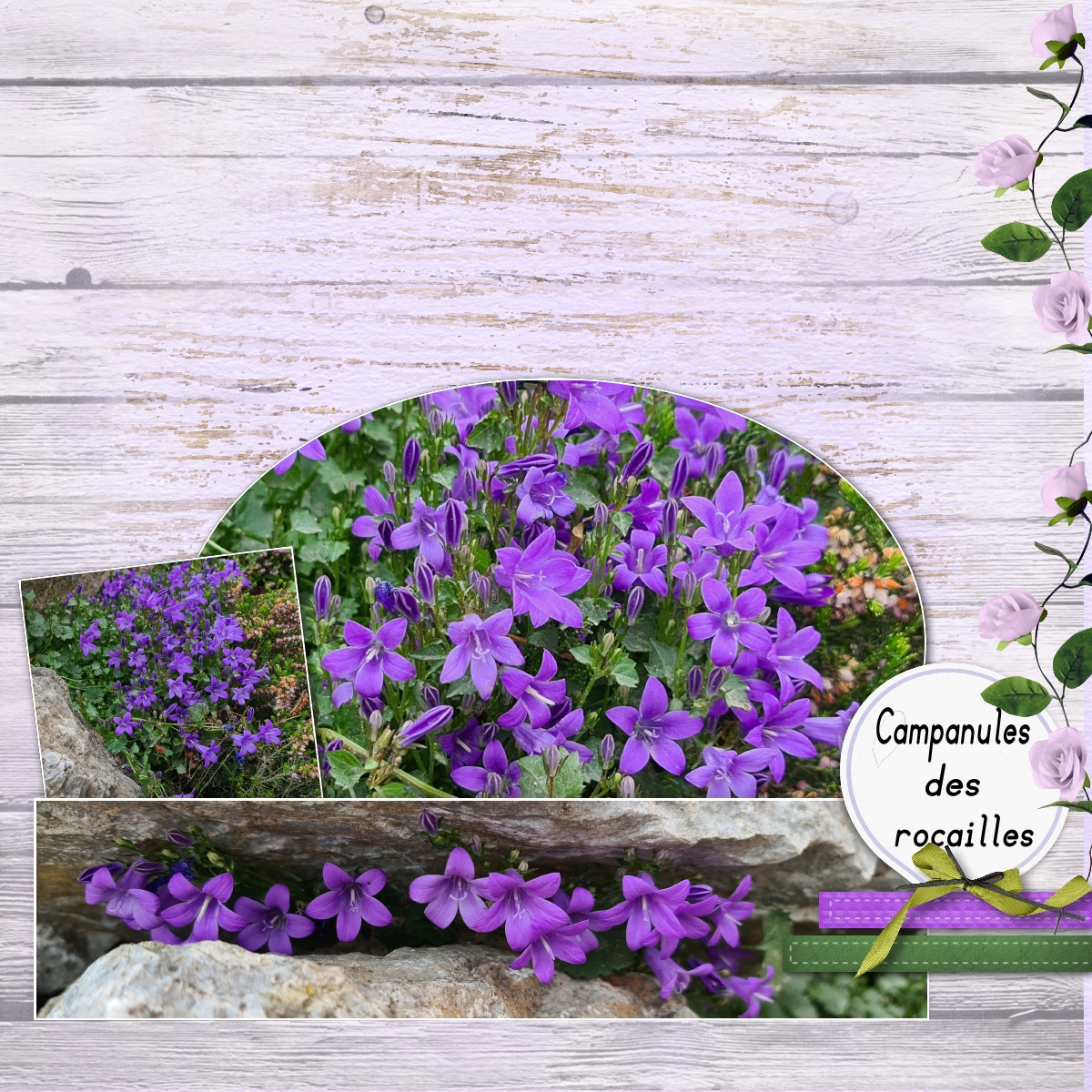 dictee Mai 21 campanules des murailles.jpg