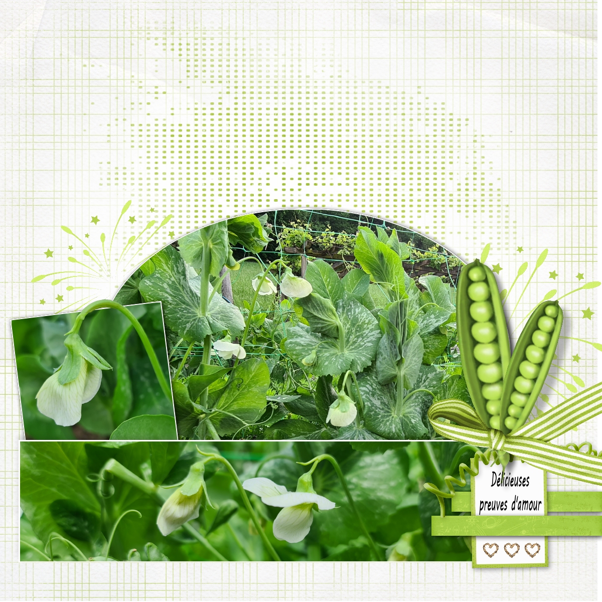 dictee Mai 21 petit pois.jpg