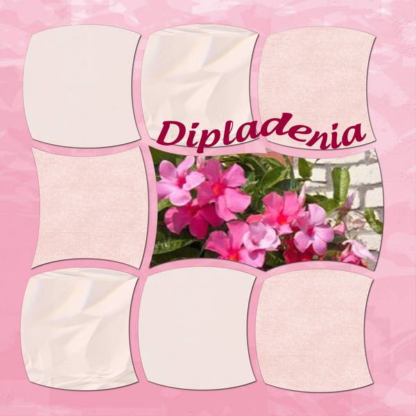 dipladenia