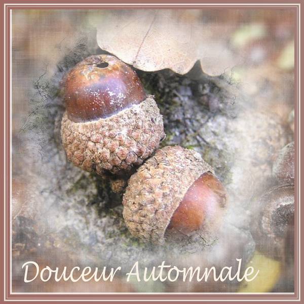 DOUCEUR AUTOMNALE