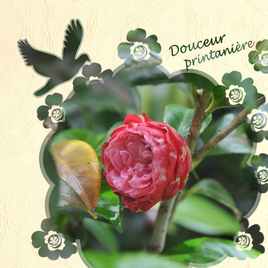 douceur printanière