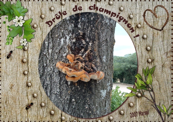 Drôle de champignon