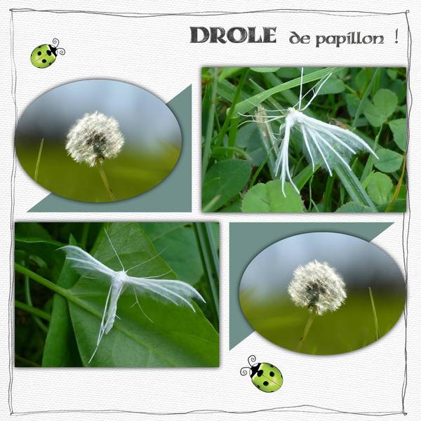 Drôle de papillon !