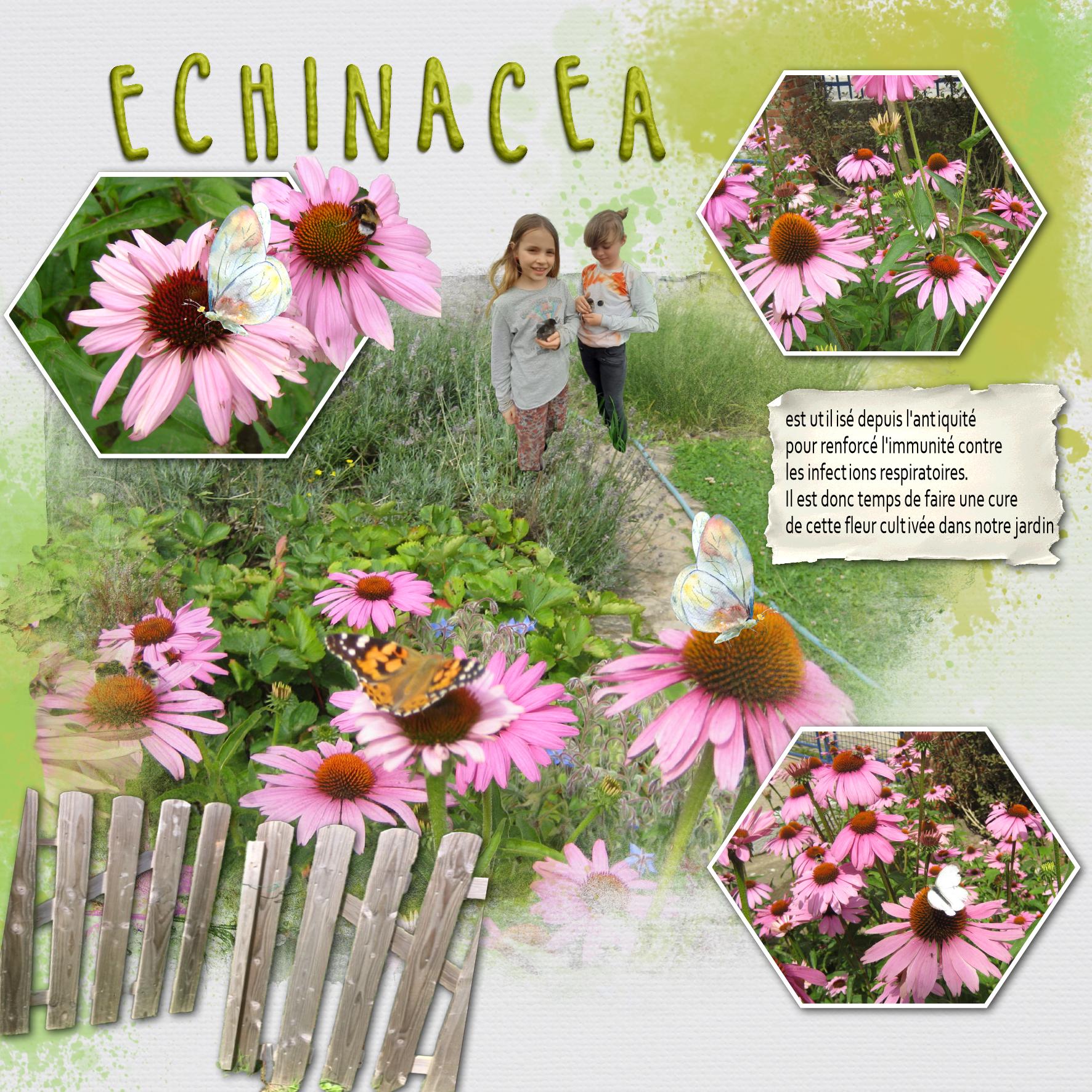 echinacea.jpg