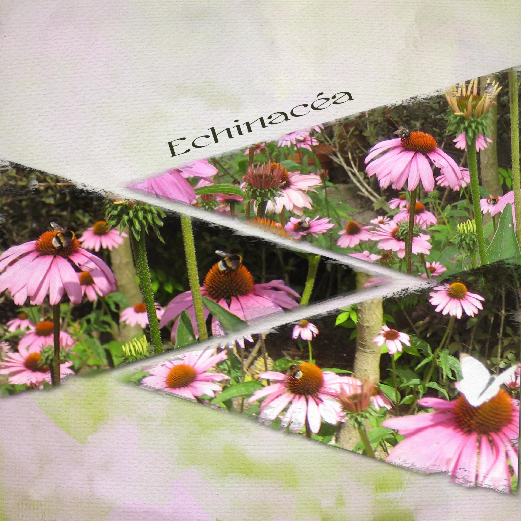 Echinacéa.jpg