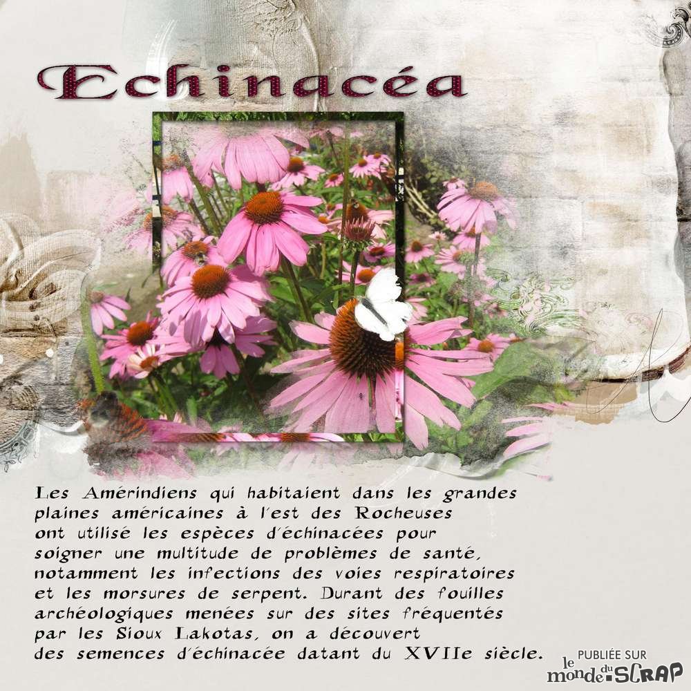 echinacea