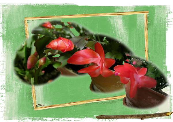 éclosion  d'une fleur