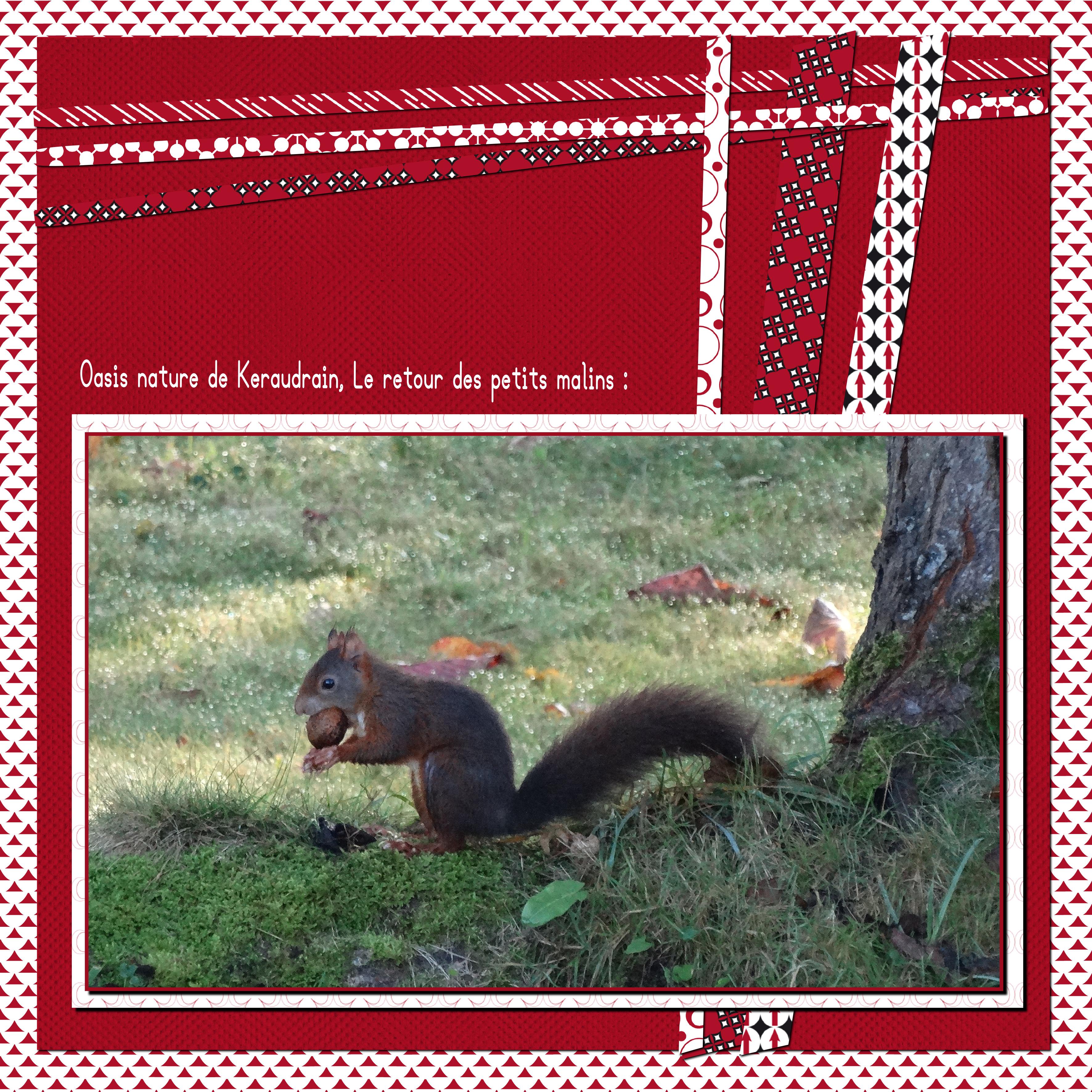 écureuil oasis nature de Keraudrain.jpg