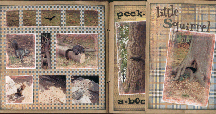 écureuils canadiens