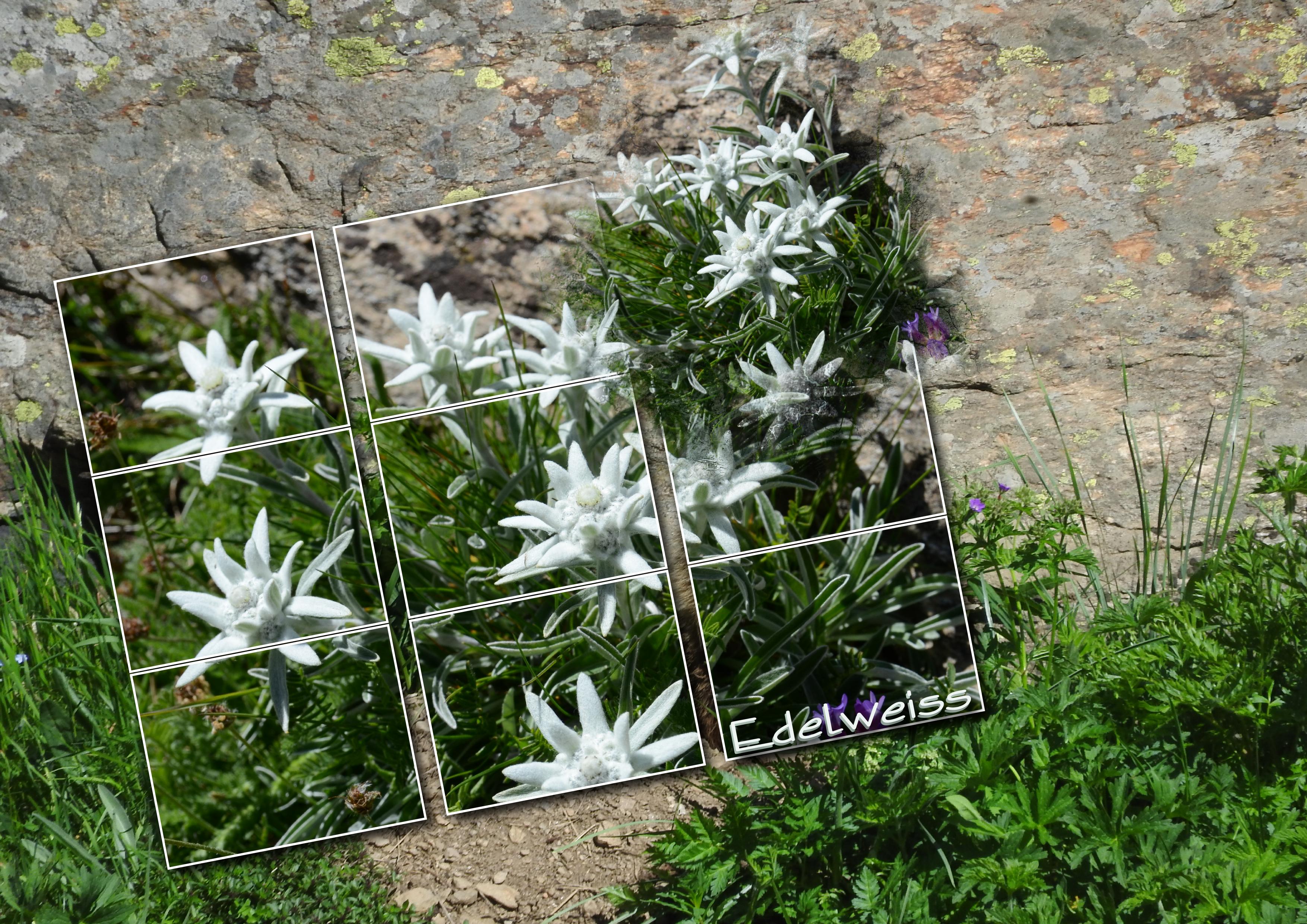 Edelwweiss.jpg