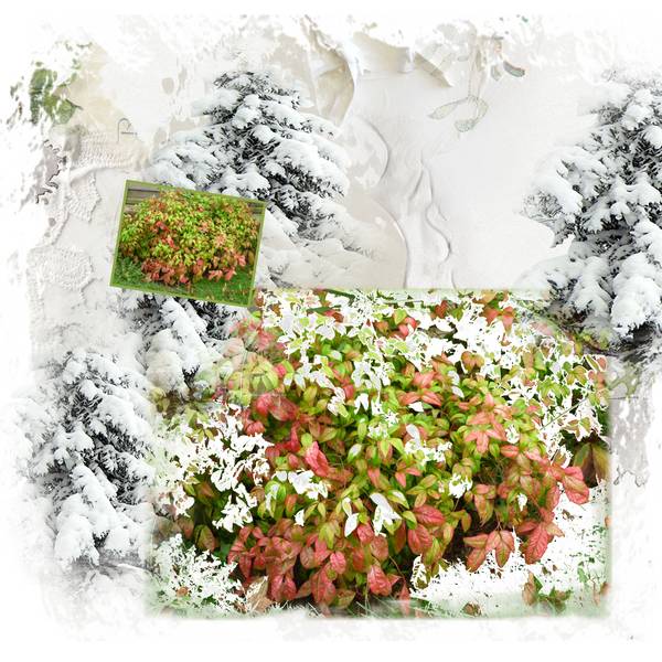 effet neige de Mamyrose