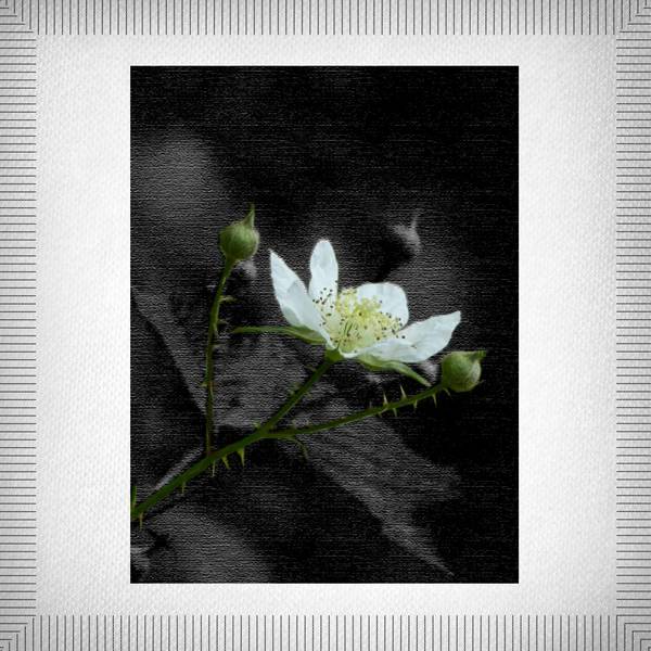 Eglantine