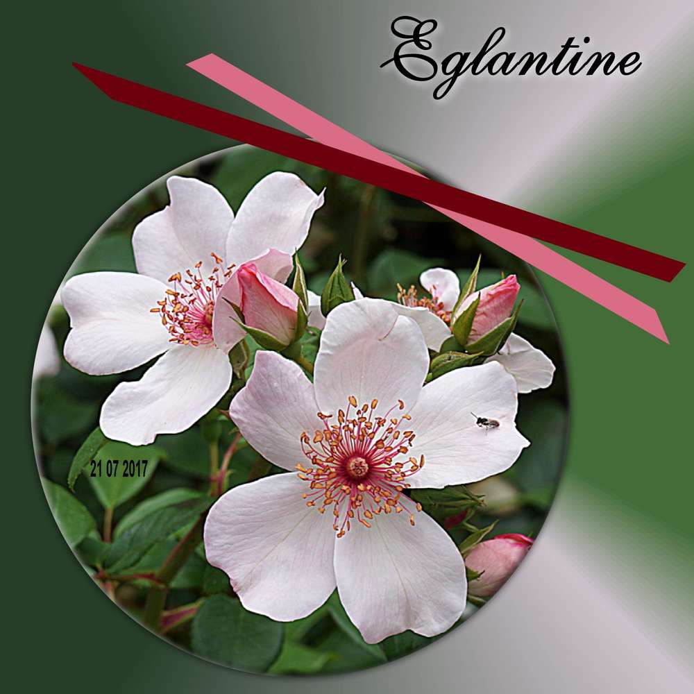 Eglantine