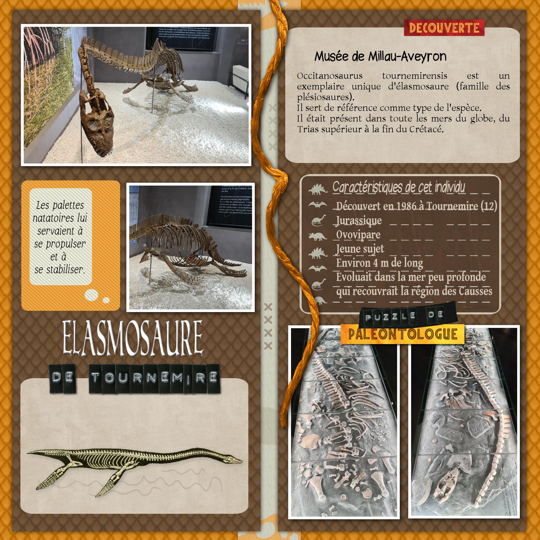 elasmosaure millau.jpg