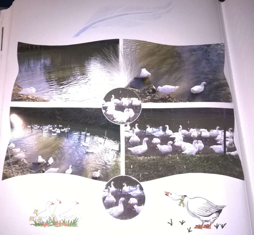 Élevage des oies, Lachaussée