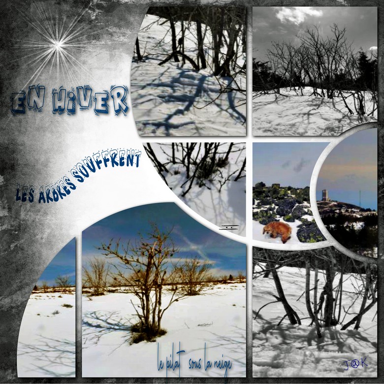 en hiver les arbres souffrent et s'offrent dénudés à nos yeux .jpg