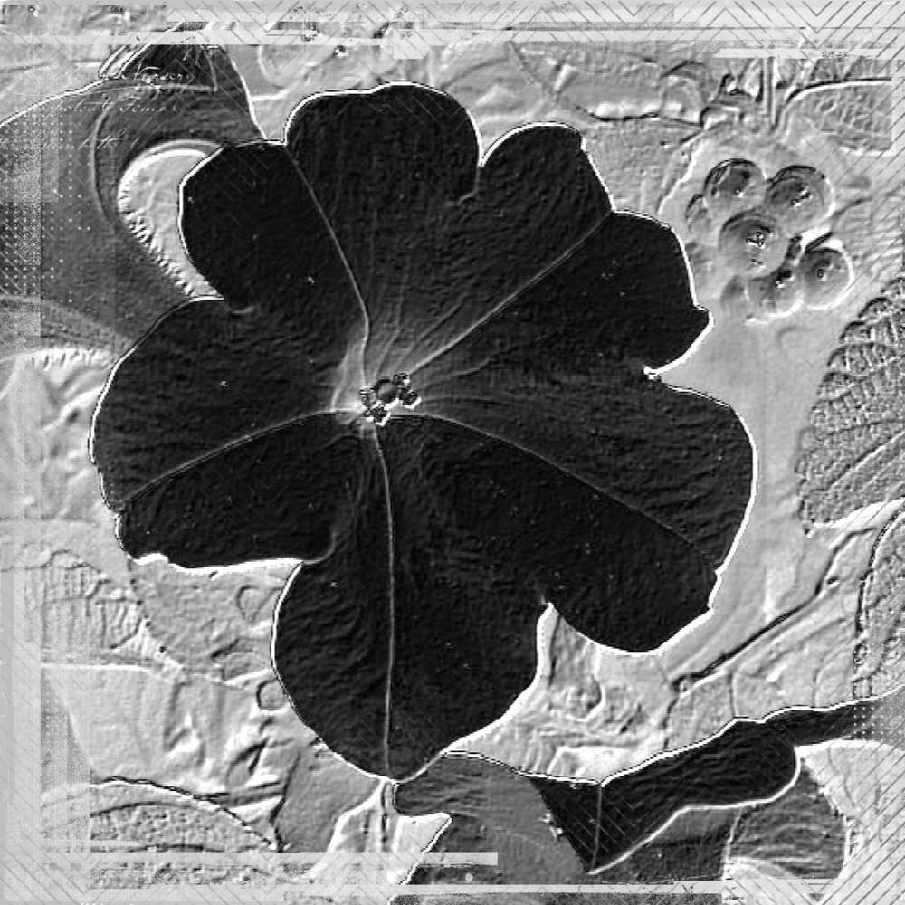 EN NOIR ET BLANC - FLEUR