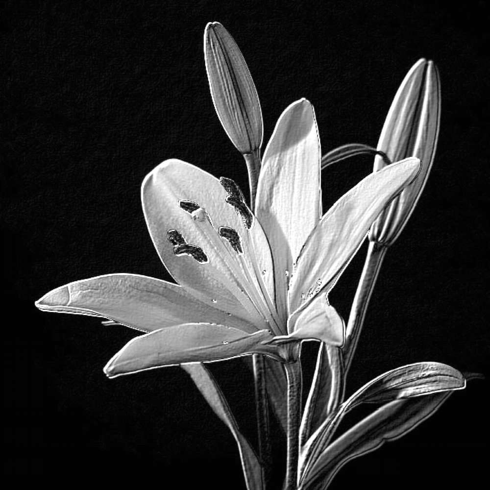 EN NOIR ET BLANC - FLEUR