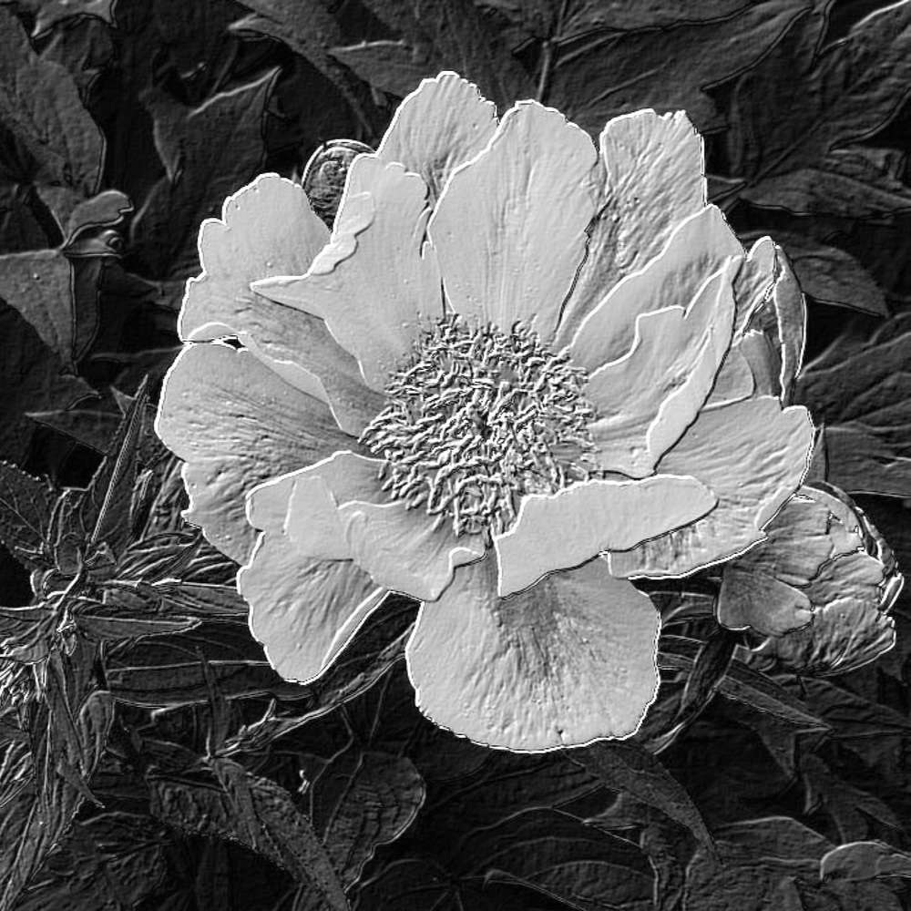 EN NOIR ET BLANC - FLEUR