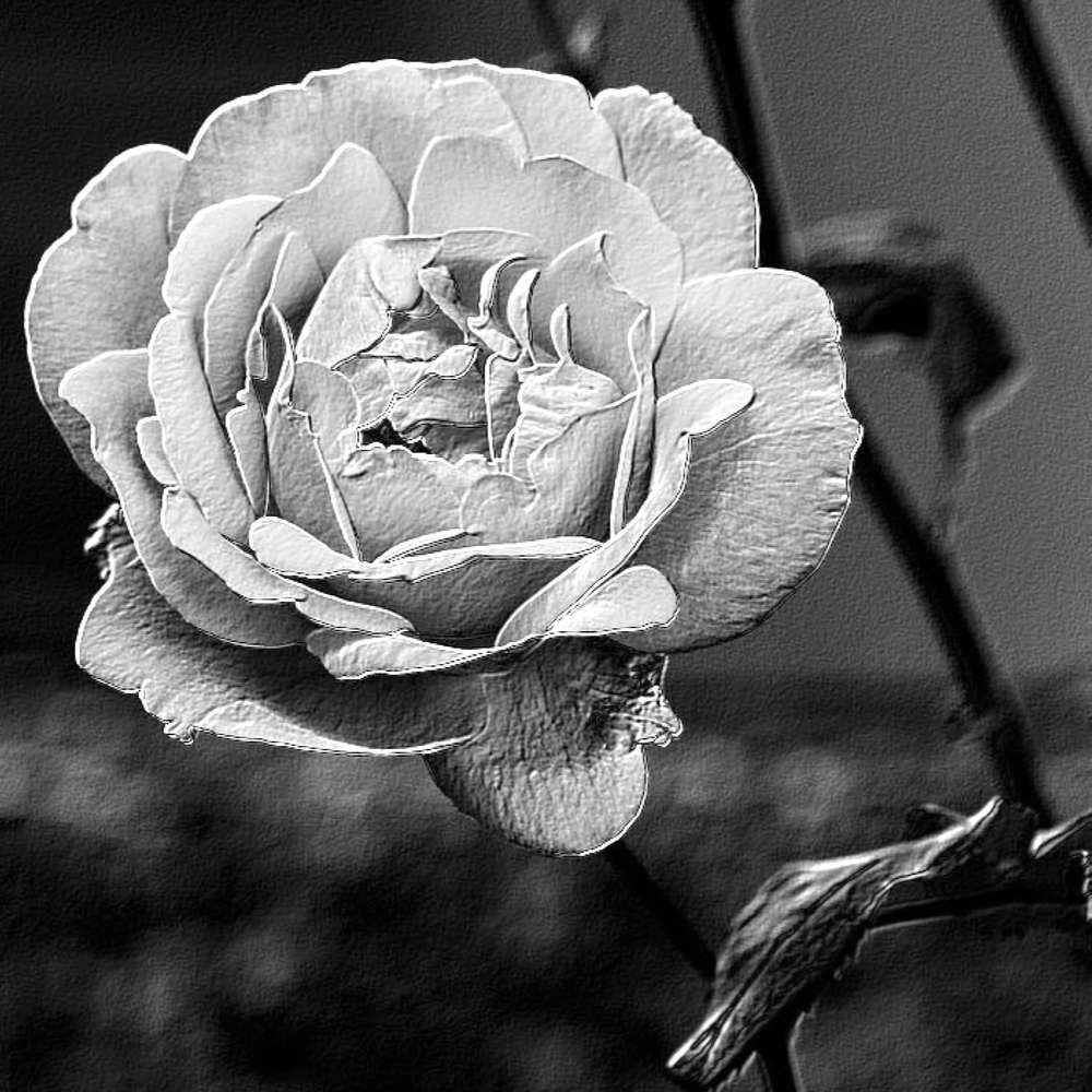 EN NOIR ET BLANC - FLEUR