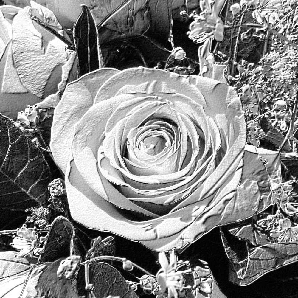 EN NOIR ET BLANC - FLEUR