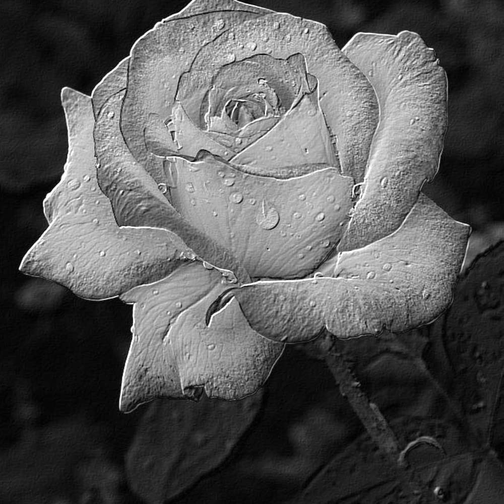 EN NOIR ET BLANC - FLEUR