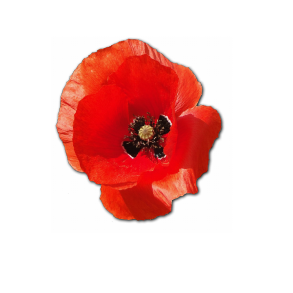 encore 1 coquelicot