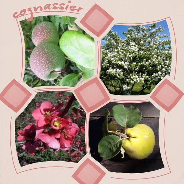 encore des fleurs...