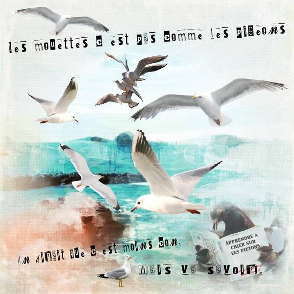 encore des mouettes