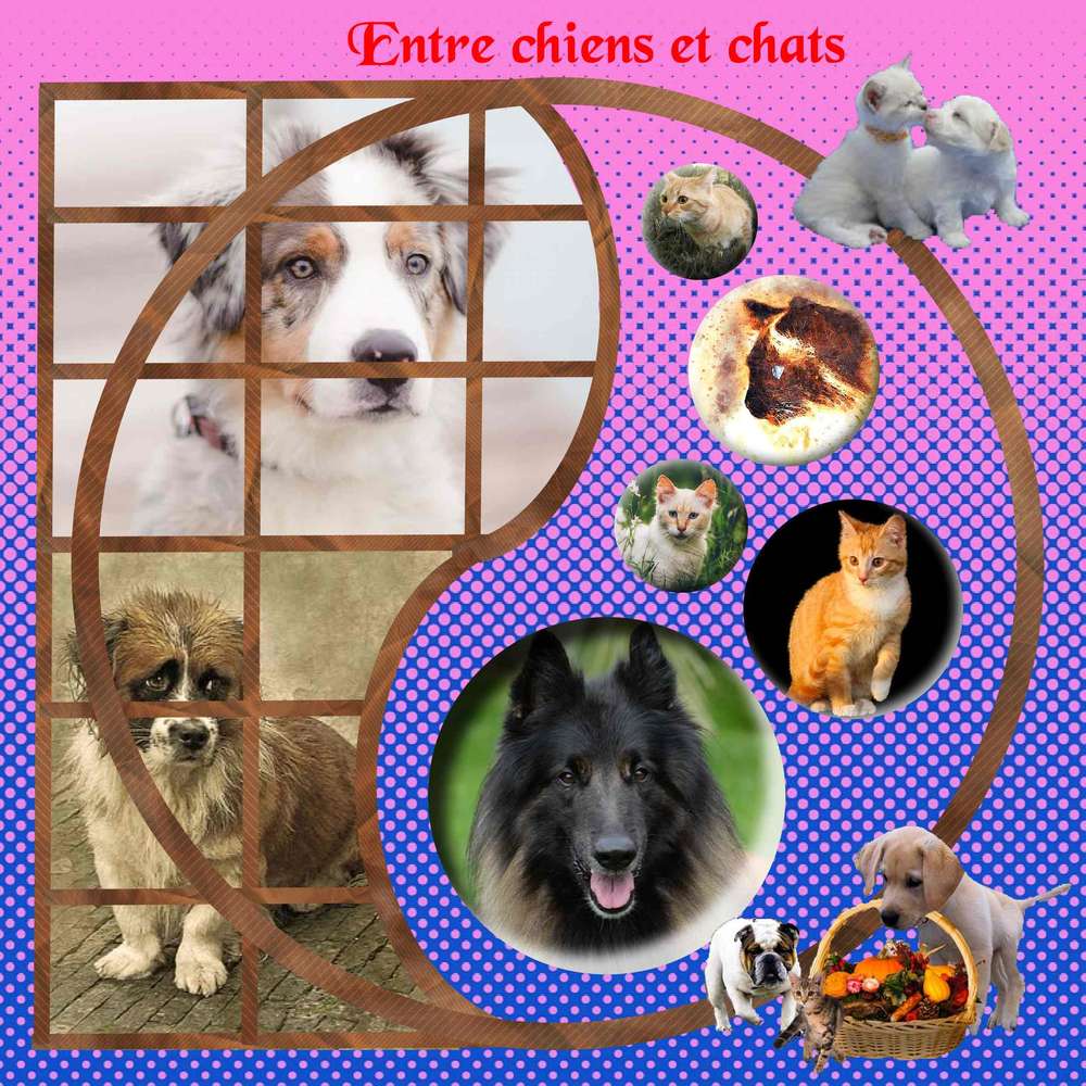 entre chiens et chats