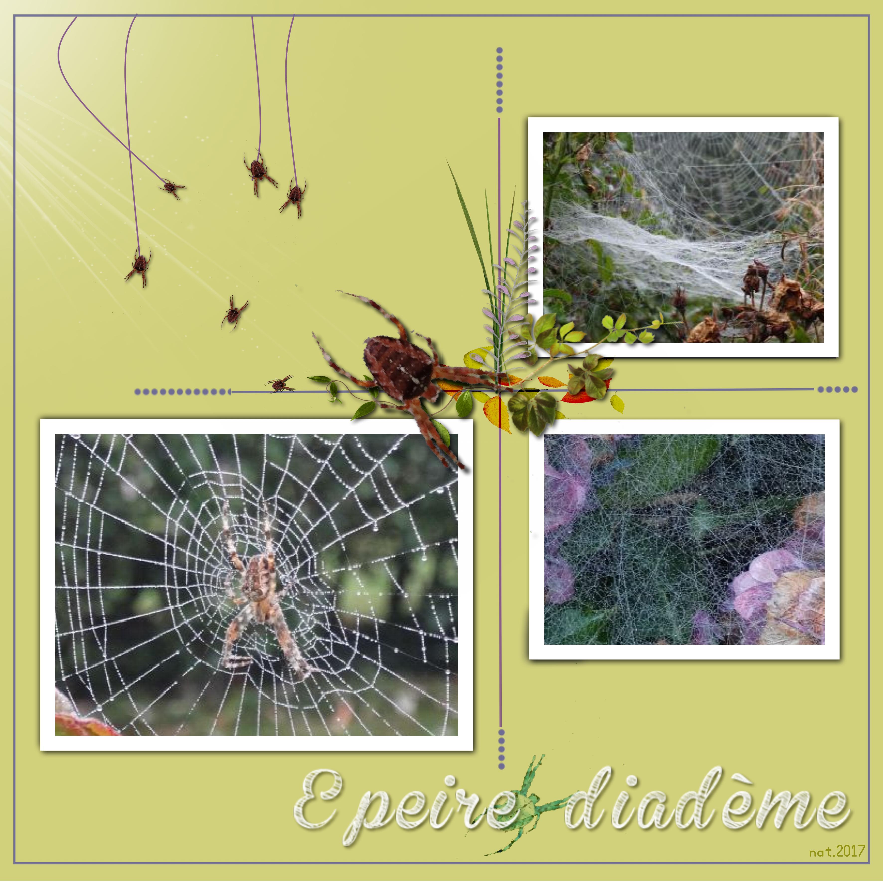 épeires diadème.jpg