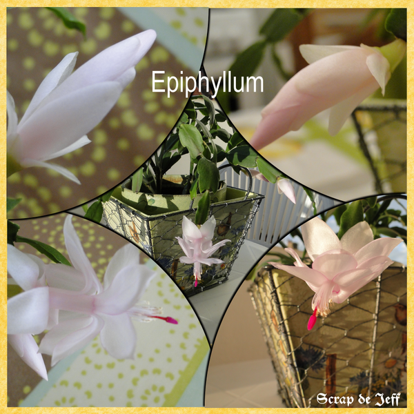 Epiphyllum