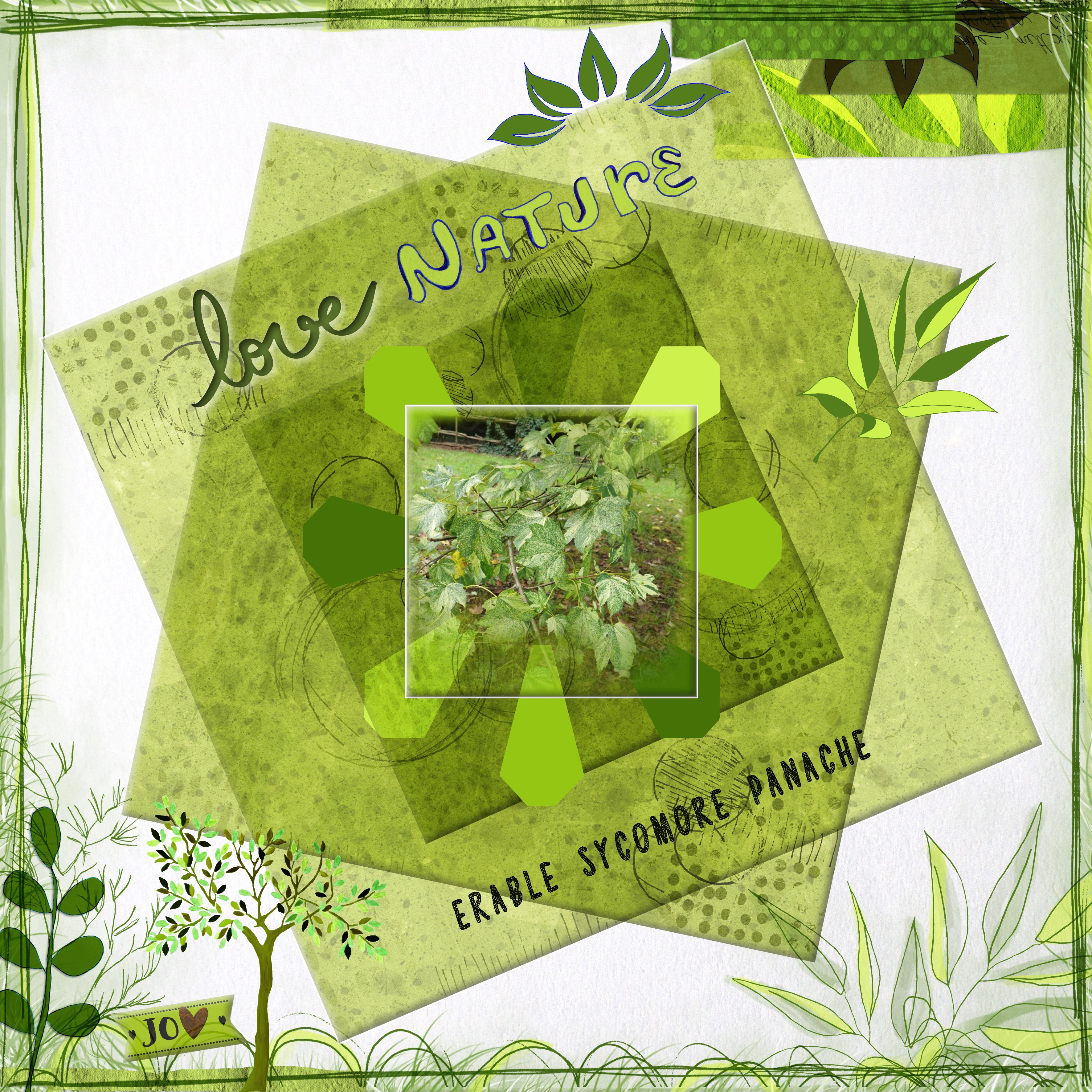 Erable sycomore panaché